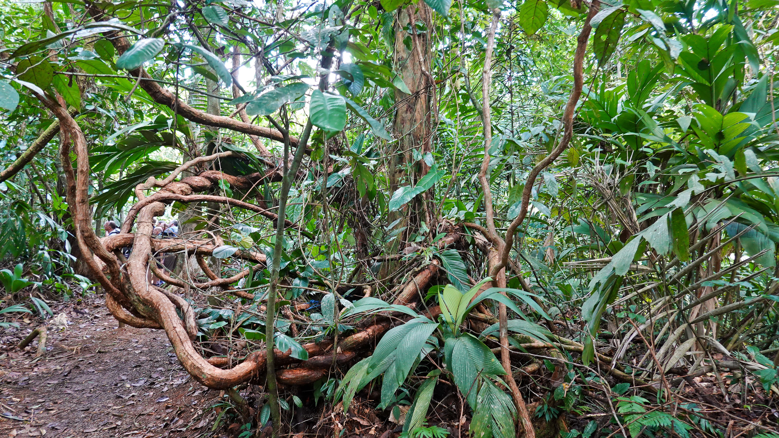 Urwald
